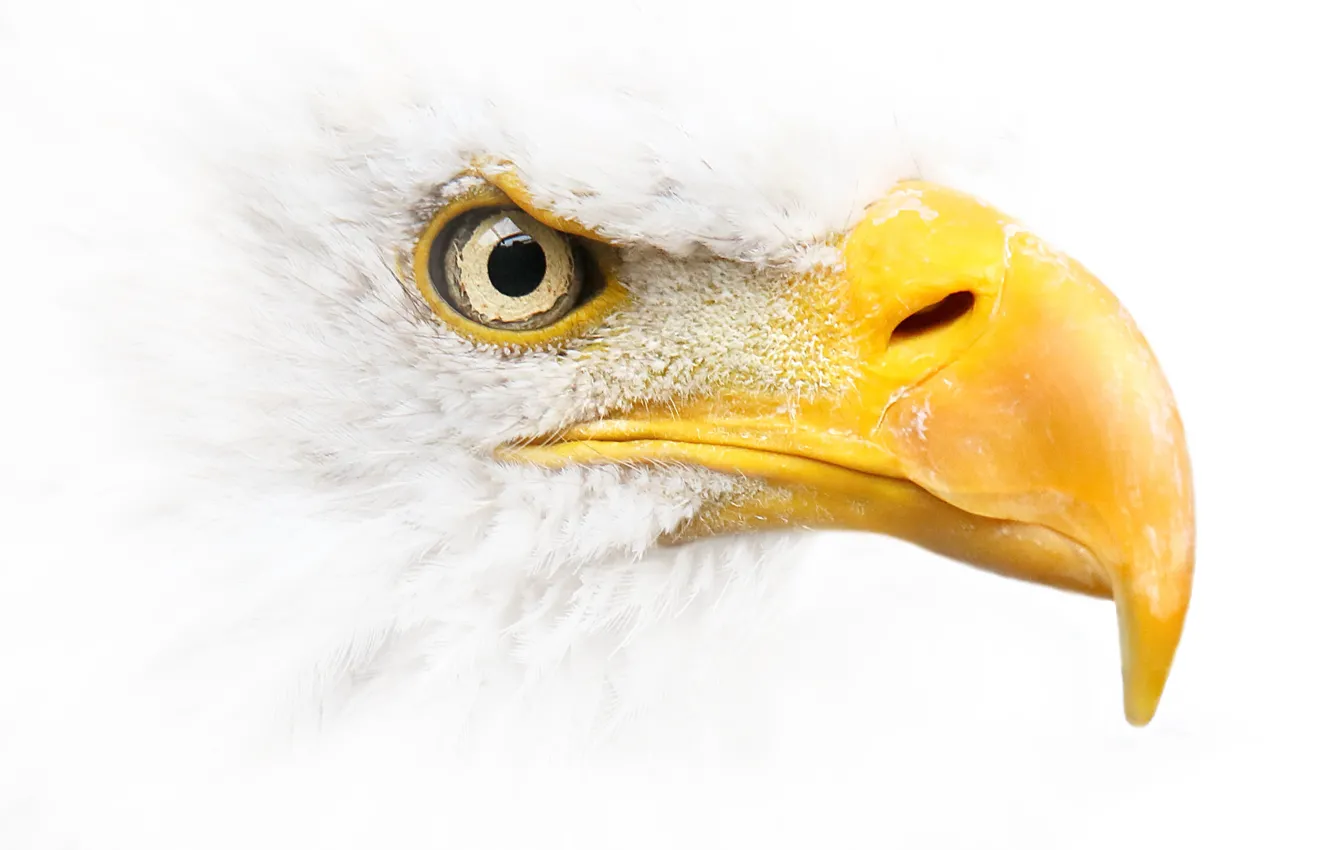 Фото обои природа, птица, Белоголовый орлан