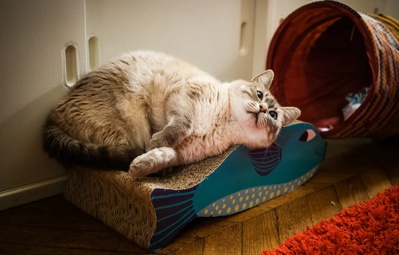 Фото обои кошка, кот, поза, комната, корзина, дома, рыба, лежанка