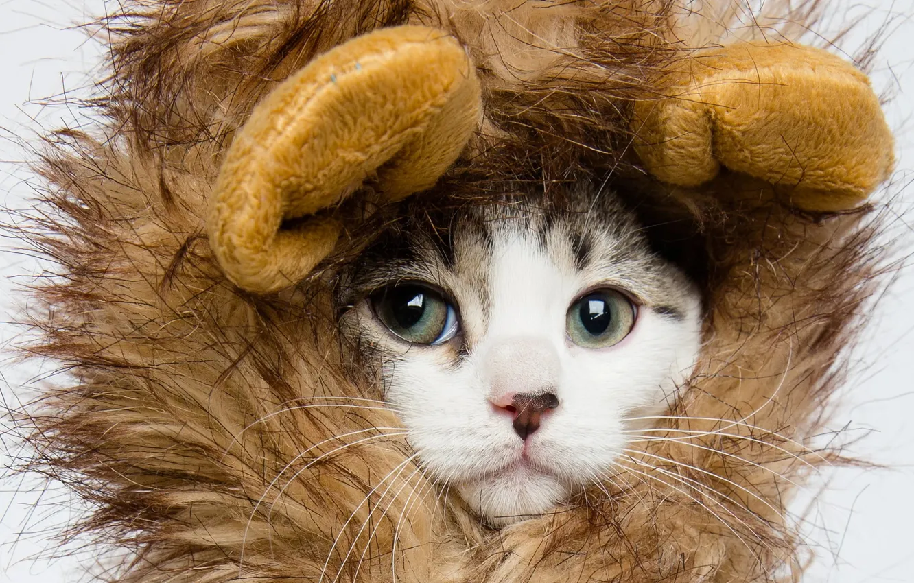 Фото обои кошка, белый, взгляд, поза, котенок, портрет, лев, грива