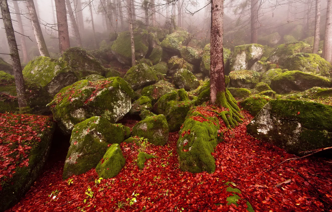 Фото обои осень, лес, природа, туман, камни