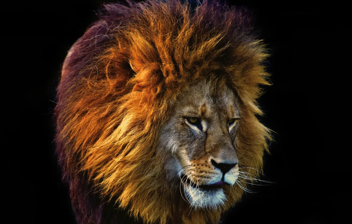 Фото обои кошка, хищник, лев, грива