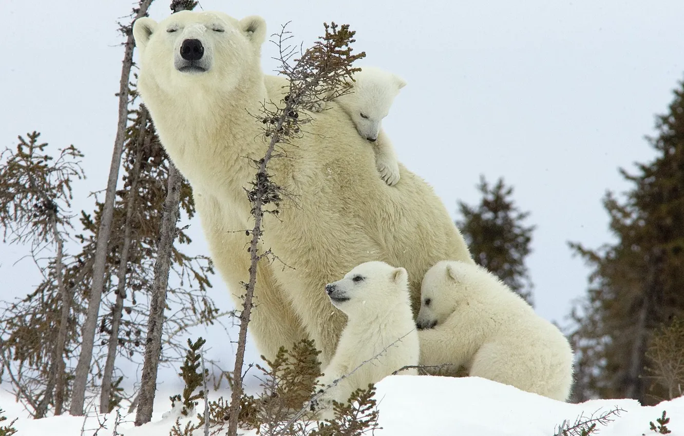 Фото обои зима, медведь, медвежата