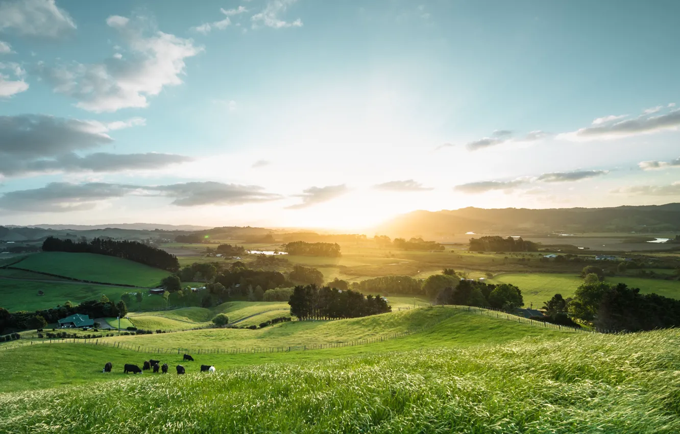 Фото обои лето, небо, свет, поля, коровы, Новая Зеландия