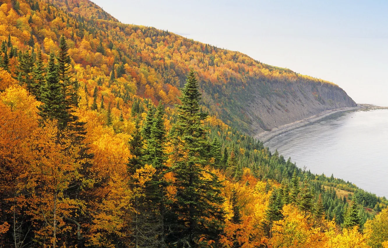 Фото обои осень, лес, деревья, берег