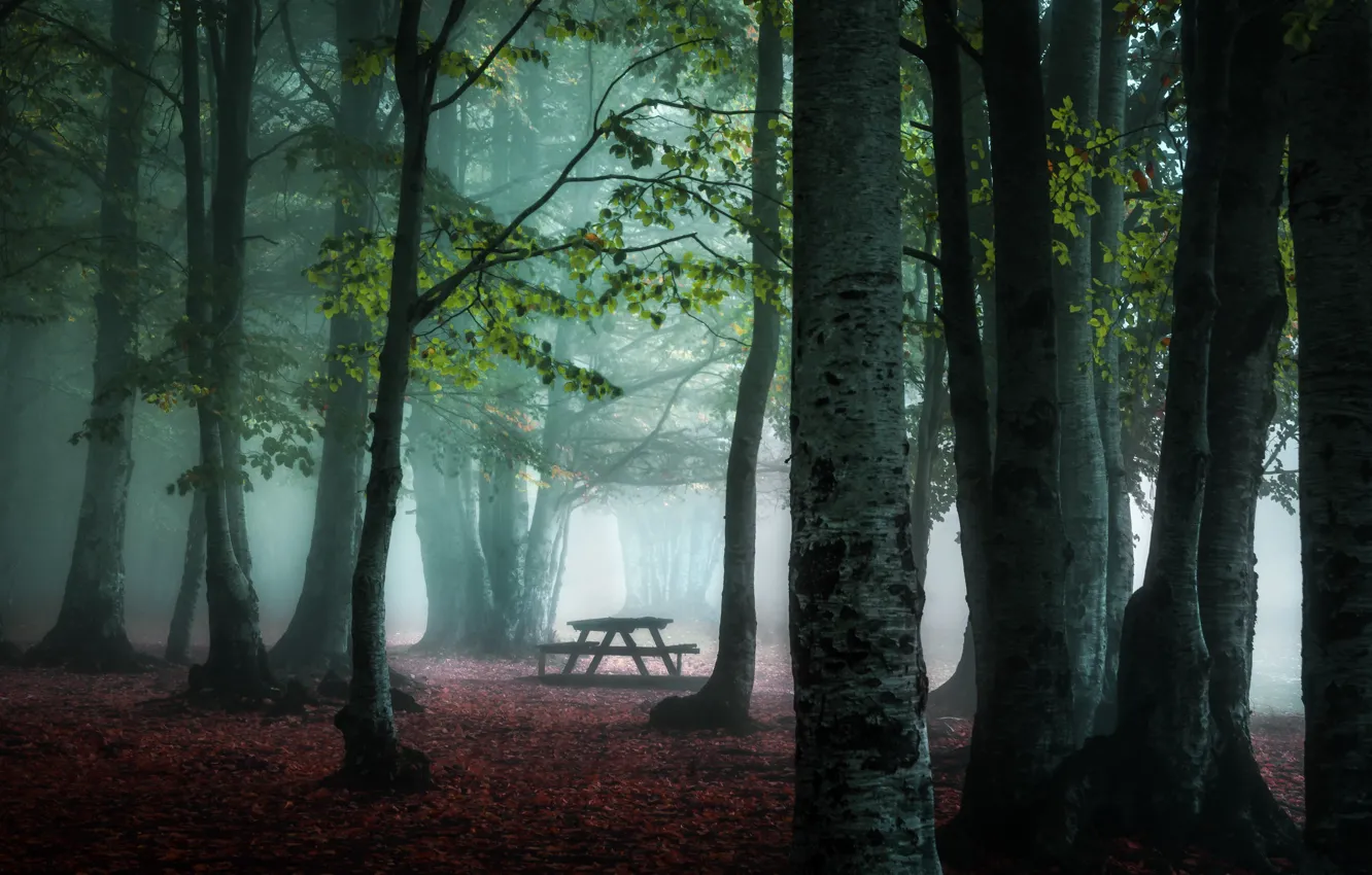 Фото обои осень, туман, парк, скамья