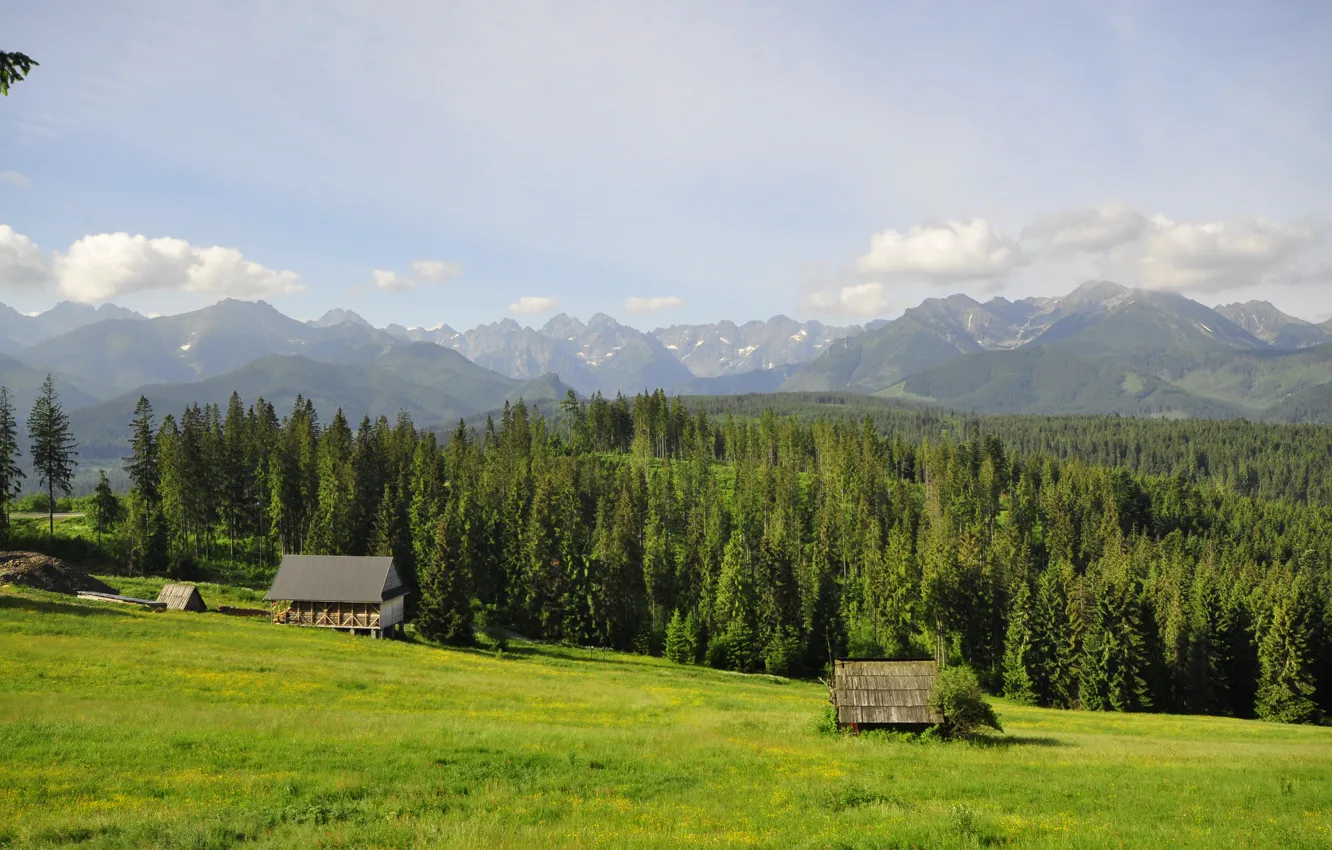 Фото обои лес, трава, деревья, горы, поляна, Польша, домики, Tatry