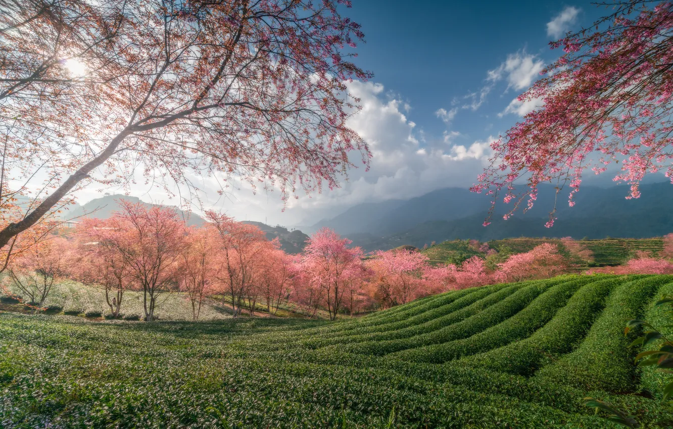 Фото обои деревья, сакура, Вьетнам, Vietnam, чайная плантация, Шапа, SaPa