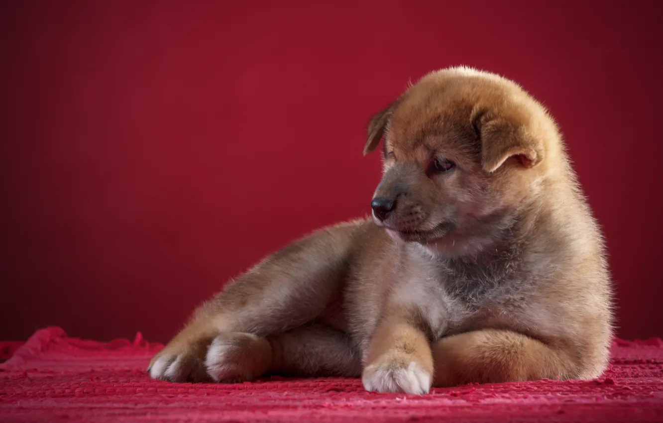 Фото обои фон, собака, щенок
