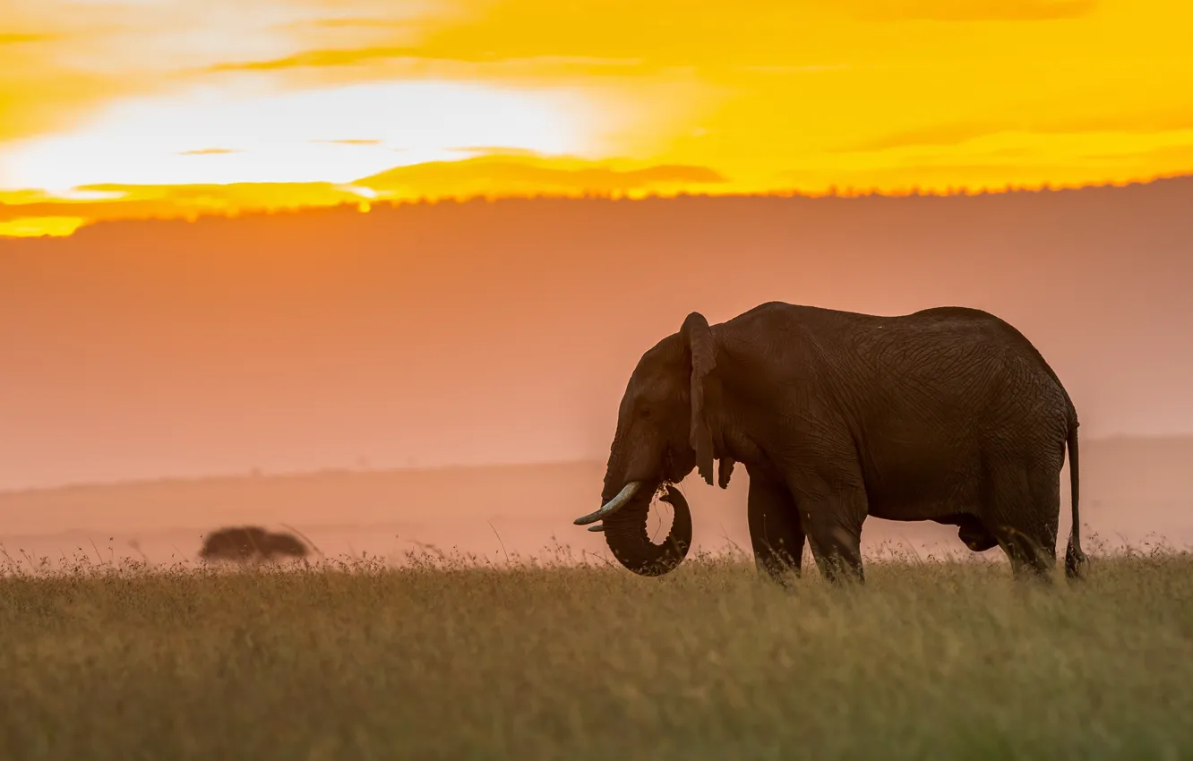 Фото обои закат, природа, слон