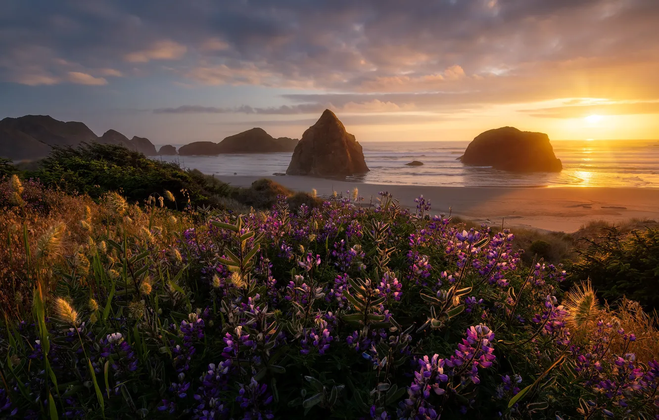 Фото обои пейзаж, закат, цветы, природа, океан, скалы, берег, Орегон