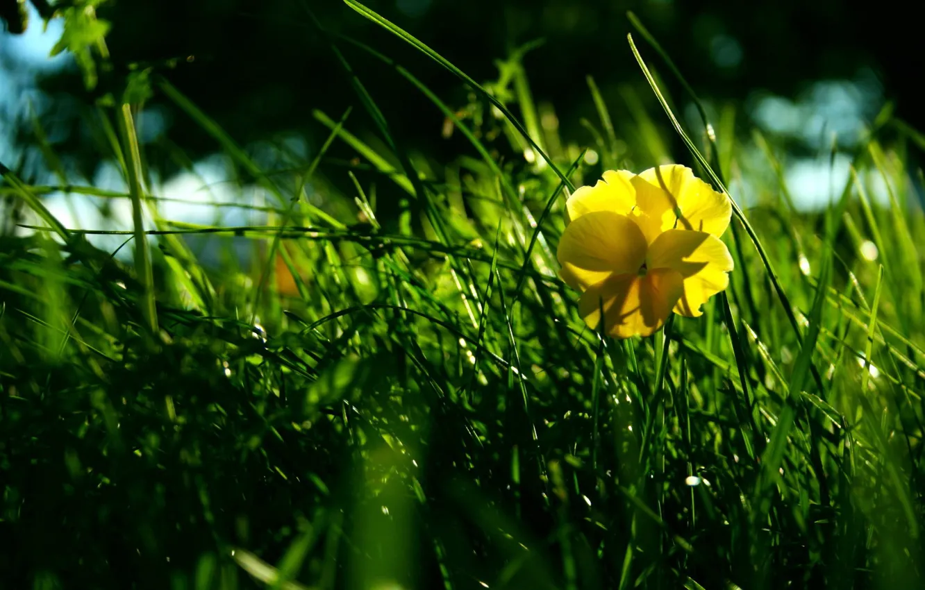 Фото обои цветок, трава, зеленый
