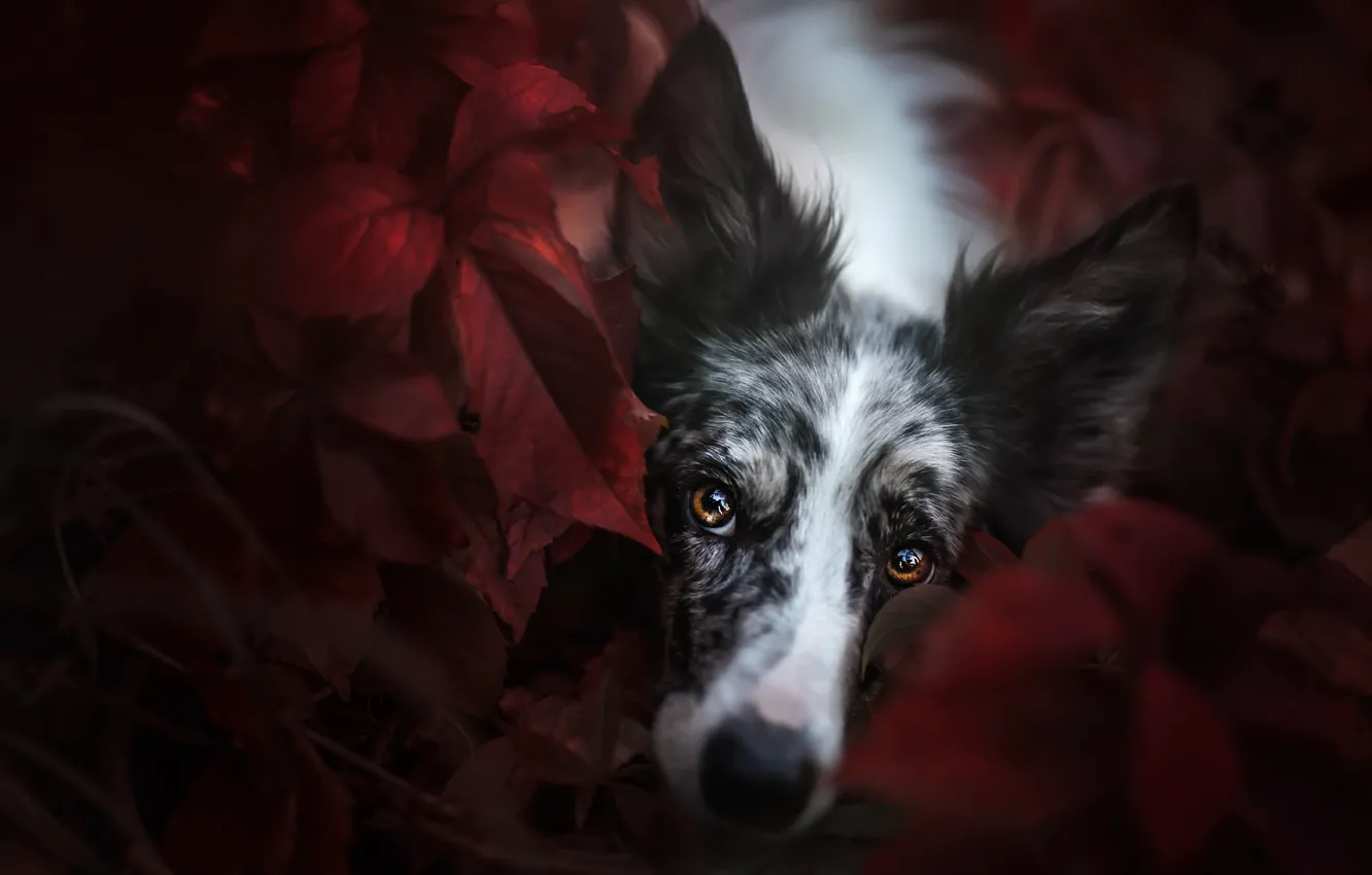 Фото обои осень, взгляд, морда, листья, природа, темный фон, портрет, собака