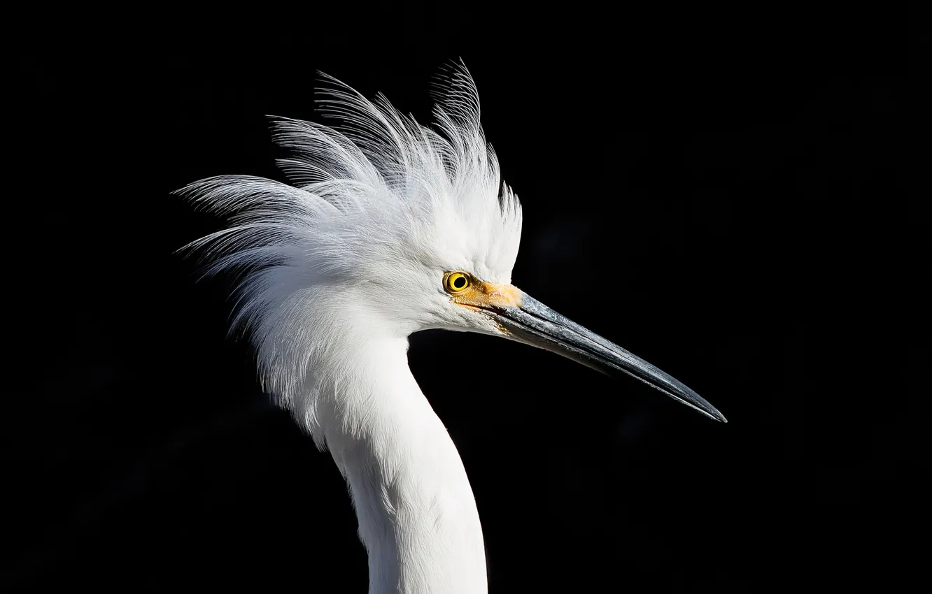 Фото обои фон, птица, Snowy Egret