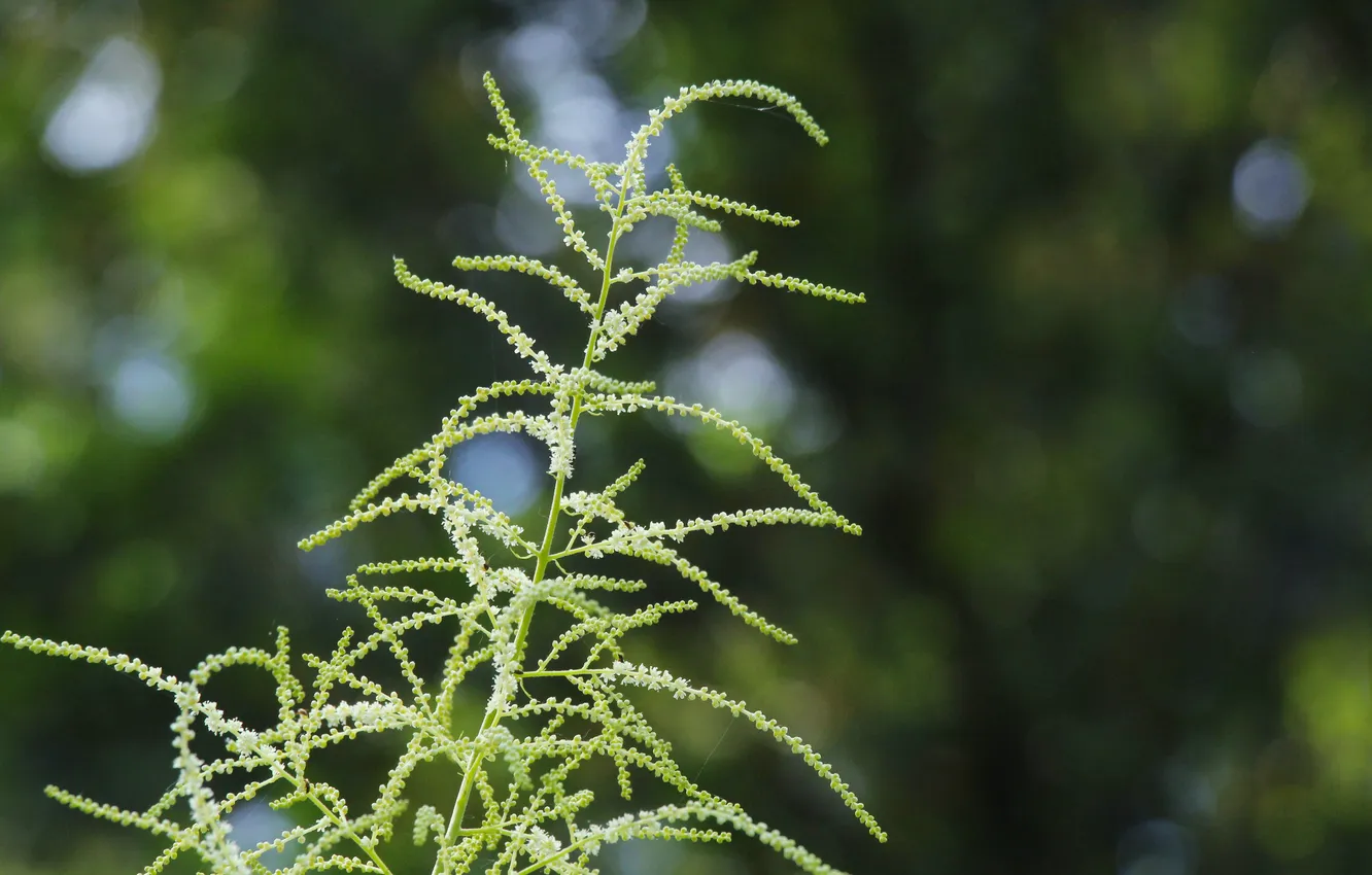 Фото обои white, flower, twigs