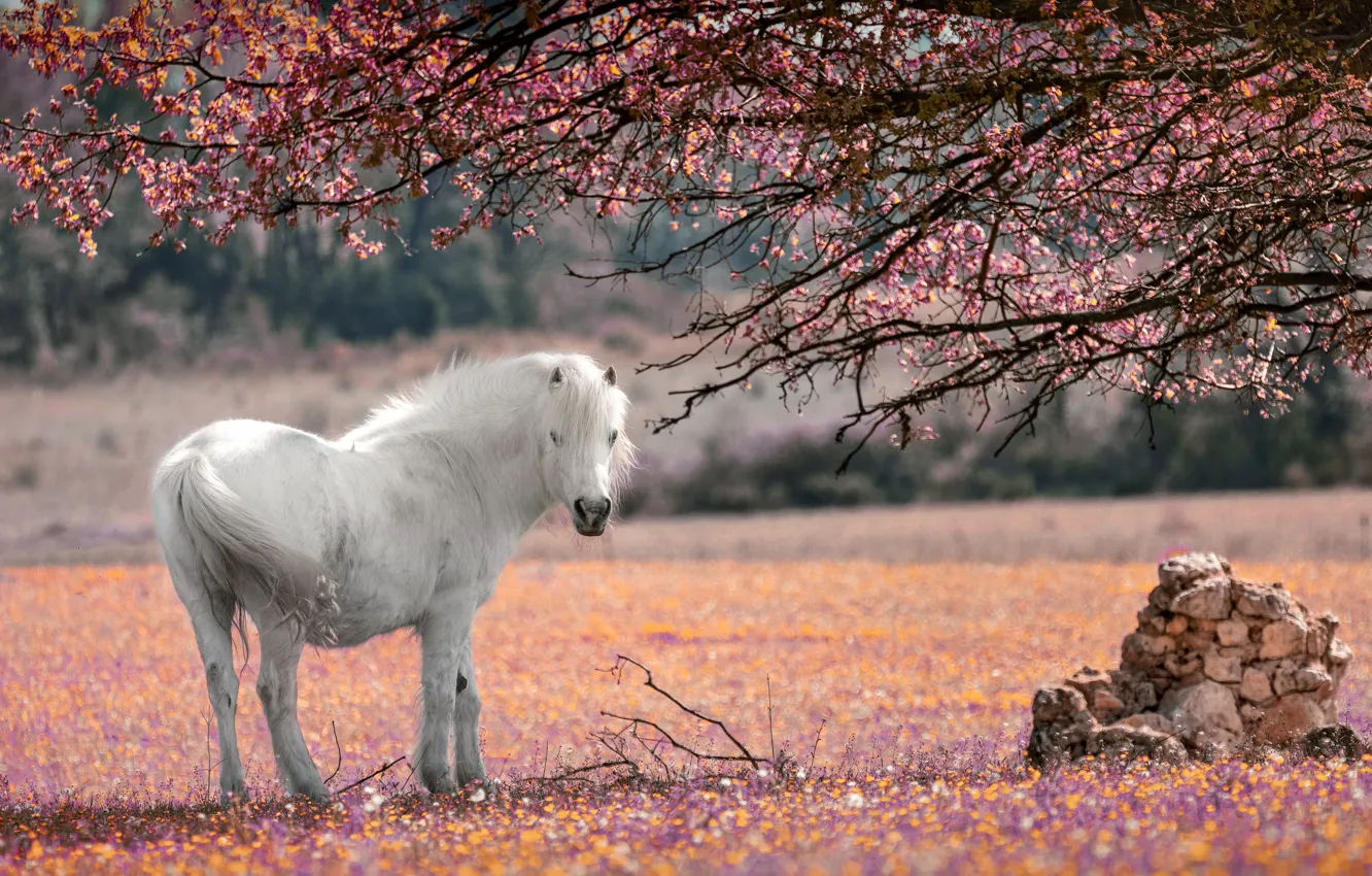 Фото обои цветы, ветки, дерево, лошадь, белая, цветение