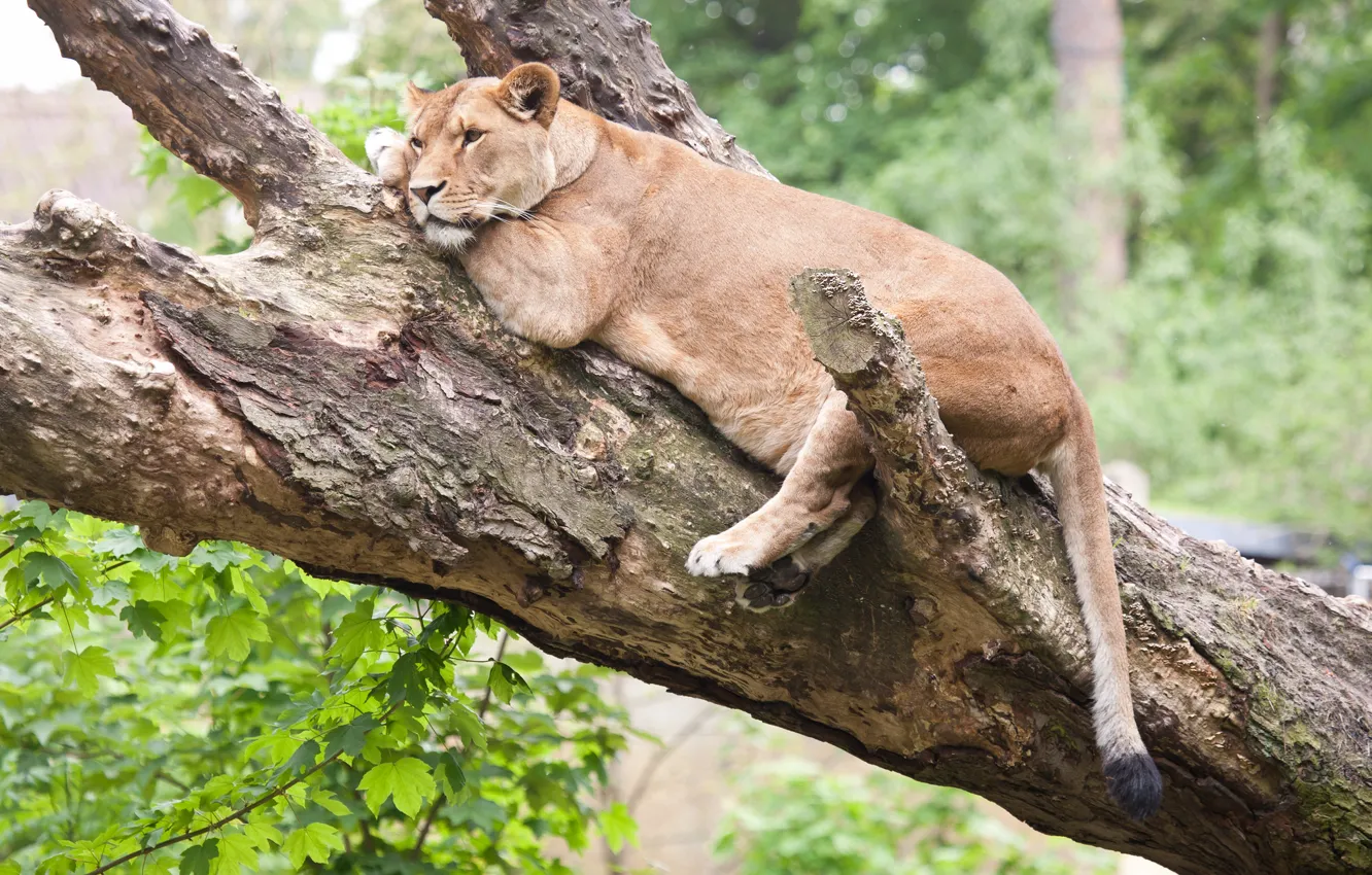 Фото обои кошка, дерево, отдых, львица