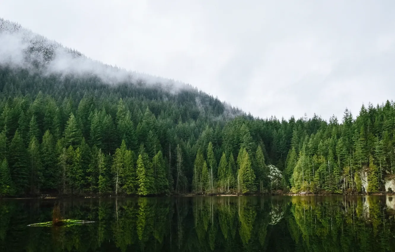 Фото обои forest, trees, landscape, nature, lake, reflection, Vancouver, mist