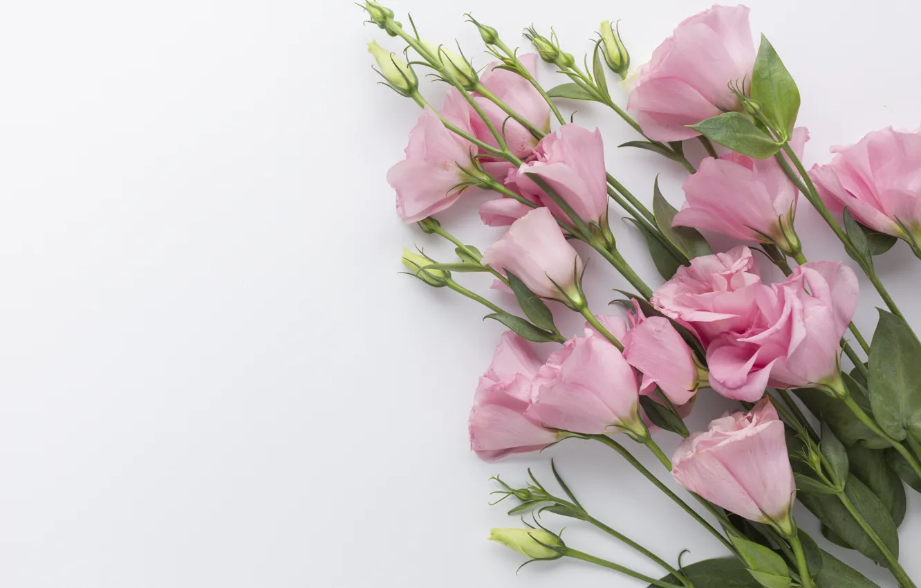 Фото обои цветы, букет, нежные, розовые, красивые, эустома
