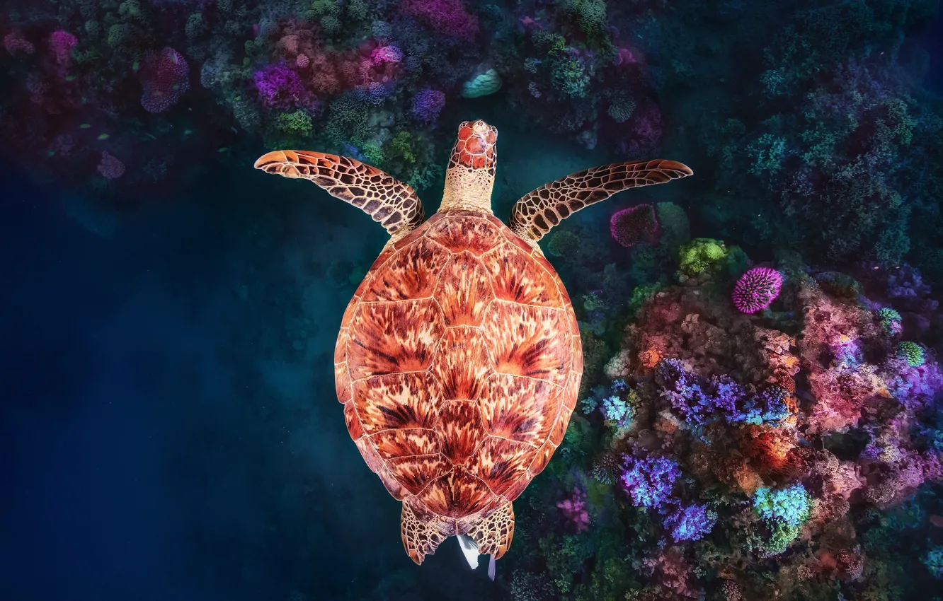 Фото обои под водой, underwater, коралловый риф, зелёная черепаха, Майотта, Coral reef at N'Gouja