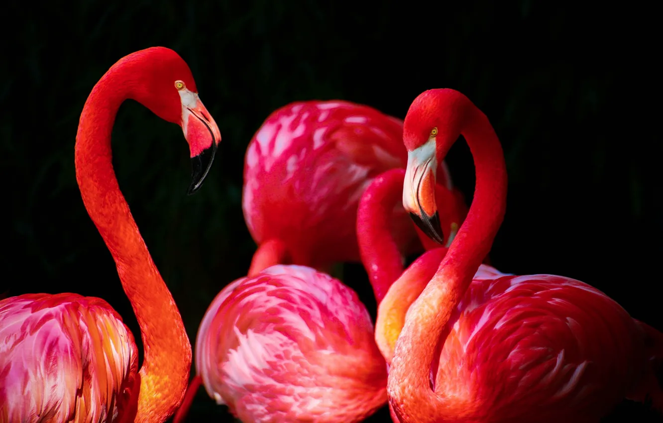 Фото обои птицы, пара, фламинго, фауна