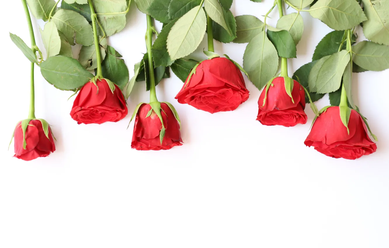 Фото обои любовь, цветы, розы, букет, красные, red, wood, flowers