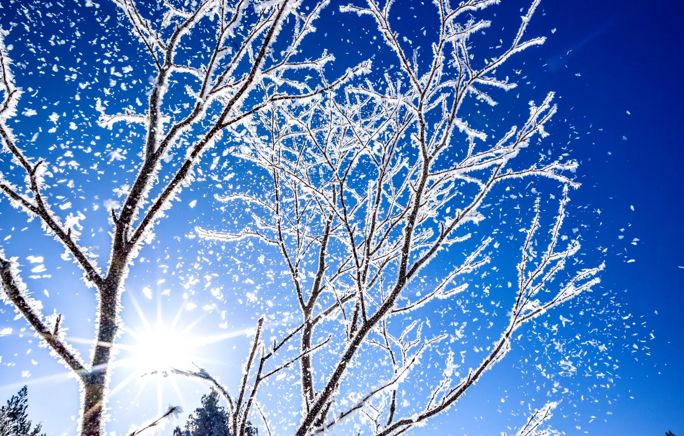 Фото обои зима, иней, небо, солнце, лучи, свет, снег, деревья