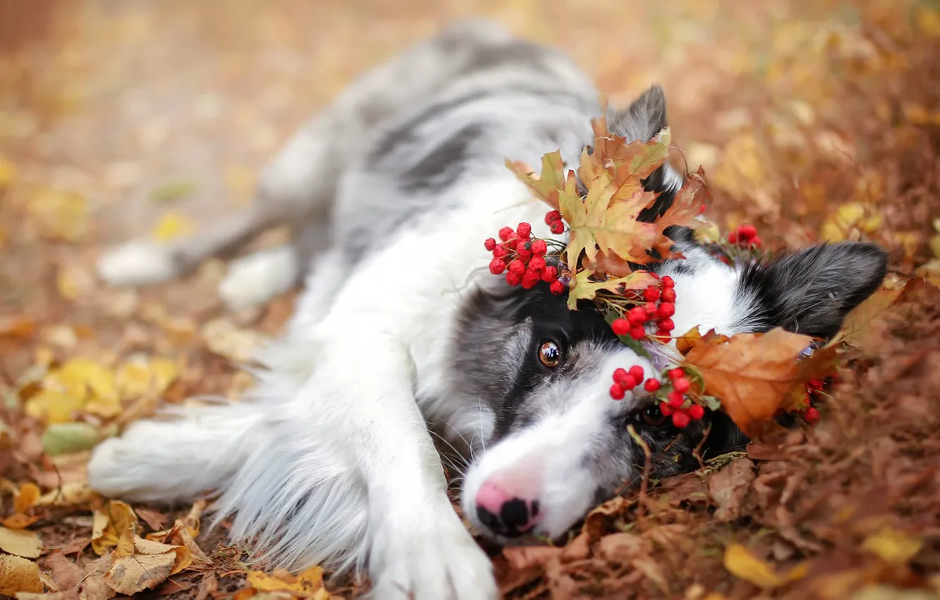Фото обои осень, природа, собака