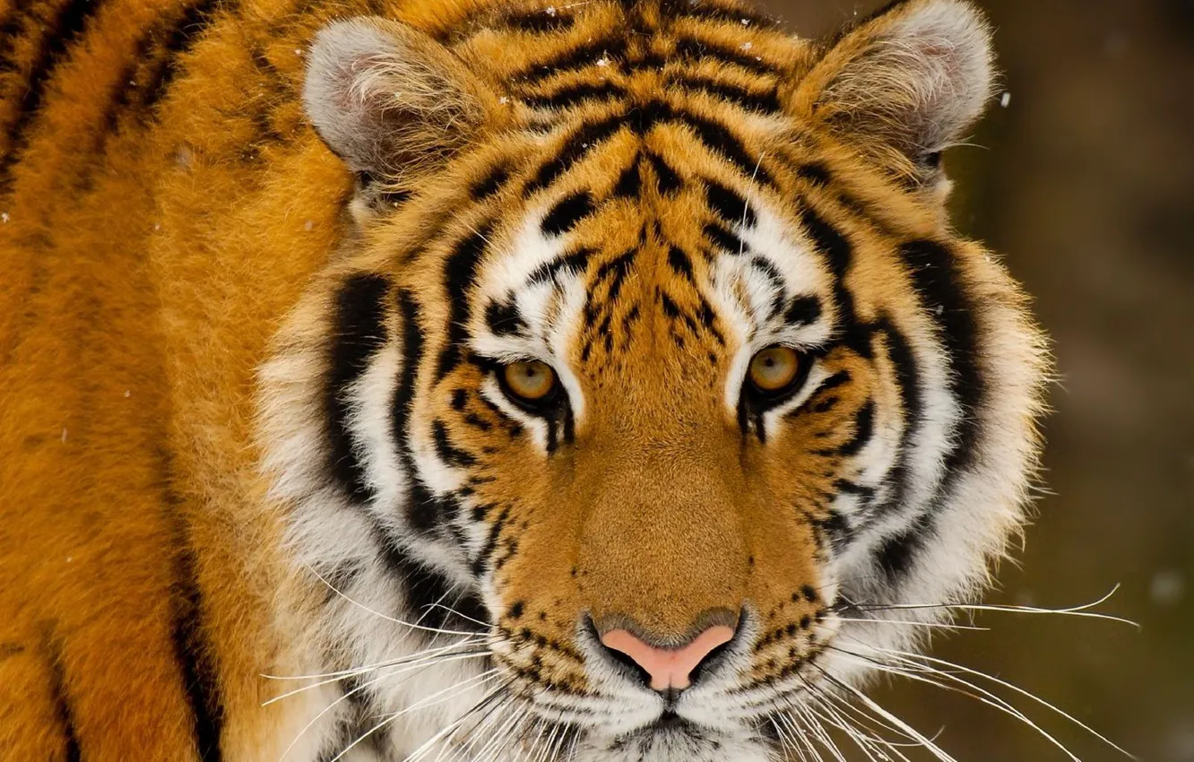 Фото обои взгляд, морда, полоски, снежинки, тигр, хищник