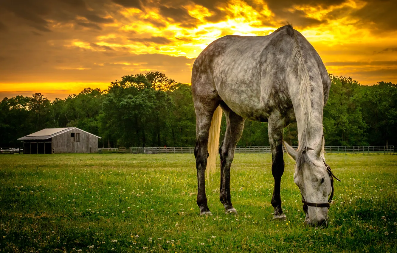 Фото обои лето, закат, конь