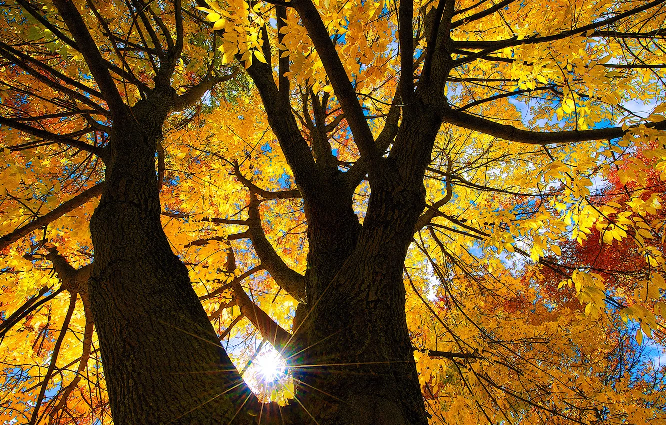 Фото обои осень, небо, листья, солнце, лучи, дерево