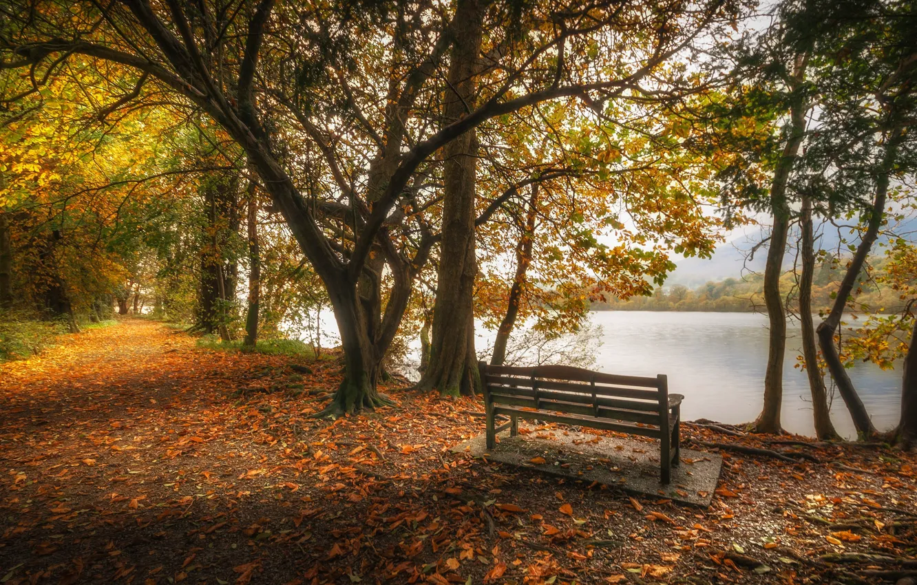 Фото обои осень, листья, деревья, озеро, пруд, парк, Англия, скамья
