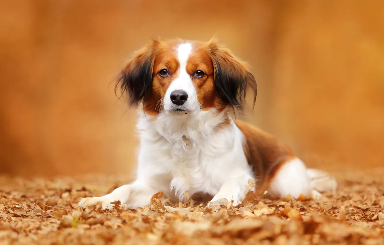 Фото обои осень, взгляд, листья, портрет, собака, Коикерхондье