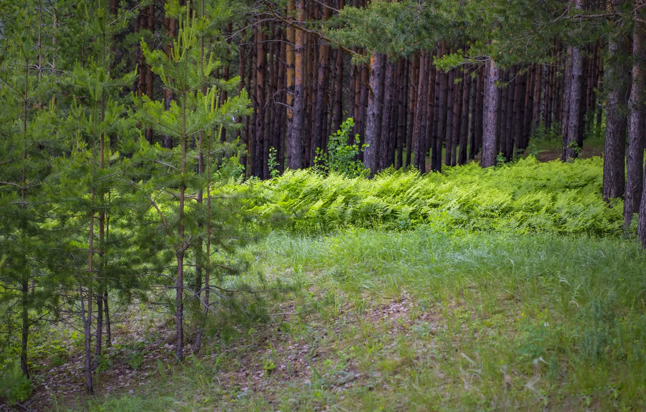 Фото обои лето, деревья, Лес, чаща