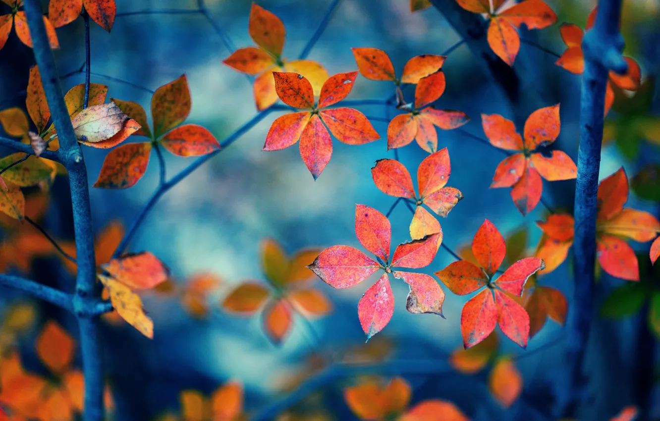 Фото обои листья, макро, оранжевый, ветки, фон, widescreen, обои, wallpaper