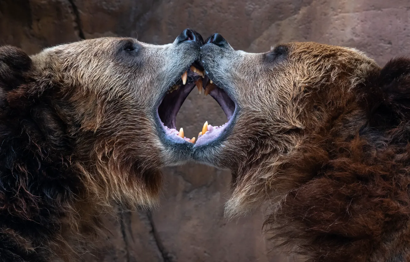 Фото обои звери, медведи, клыки, большие