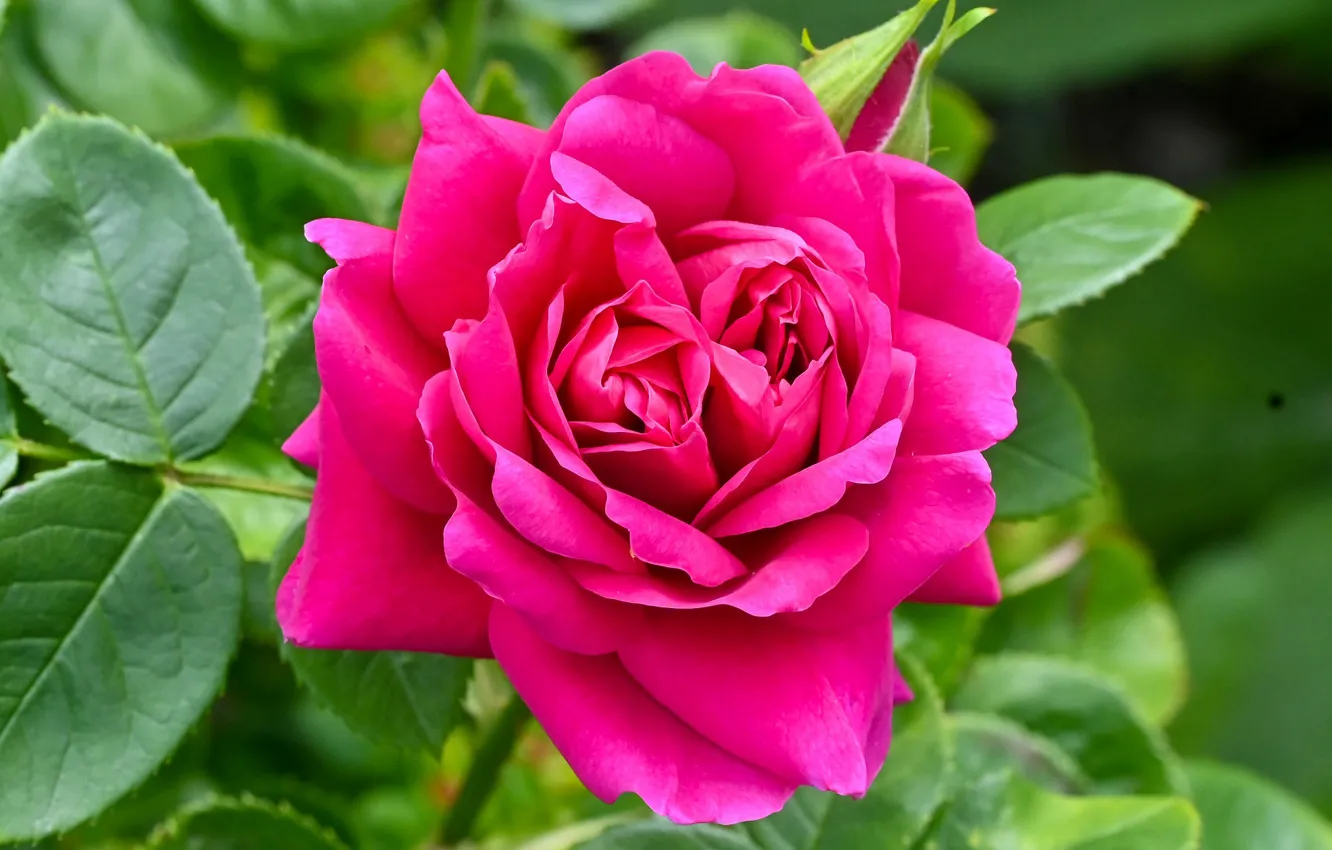 Фото обои розовая, роза, яркая