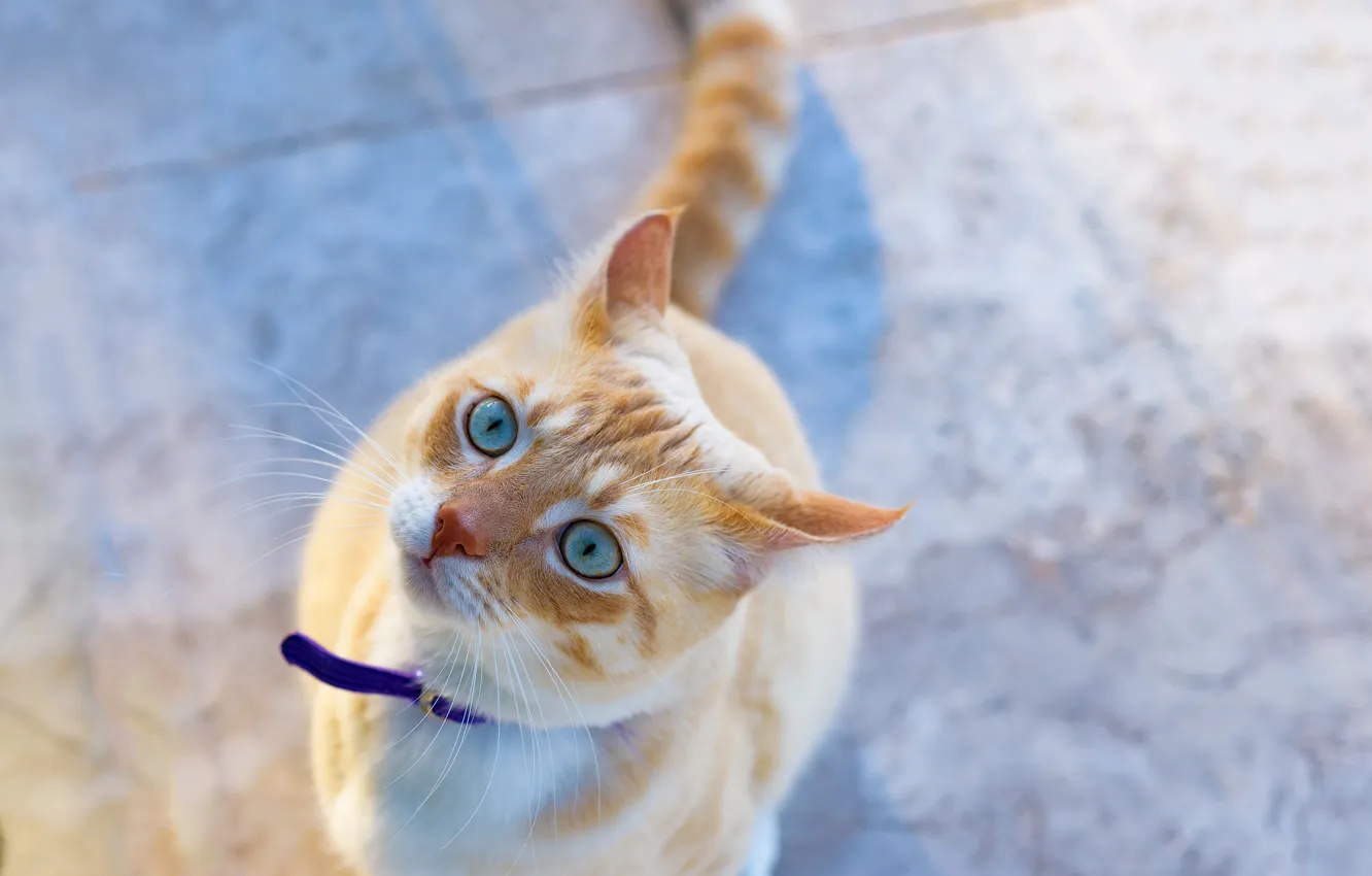 Фото обои взгляд, мордочка, голубые глаза, рыжий кот, котейка