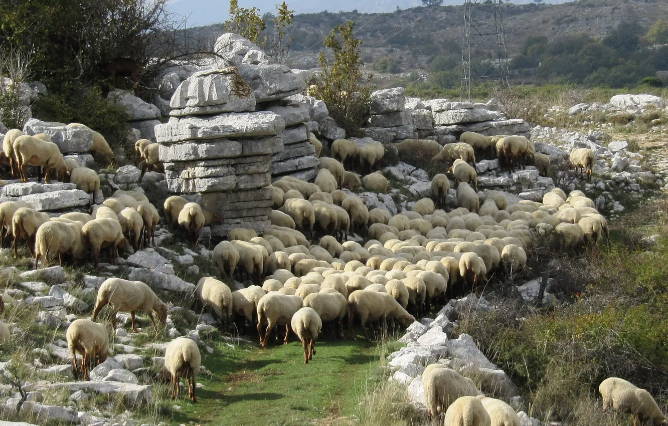 Фото обои пейзаж, горы, камни, Франция, овцы, Сен-Барнабе