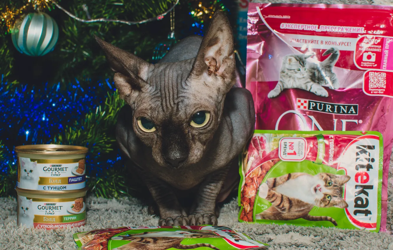 Фото обои кошка, еда, сфинкс, канадский сфинкс, sphynx, sphynx cat, kitekat