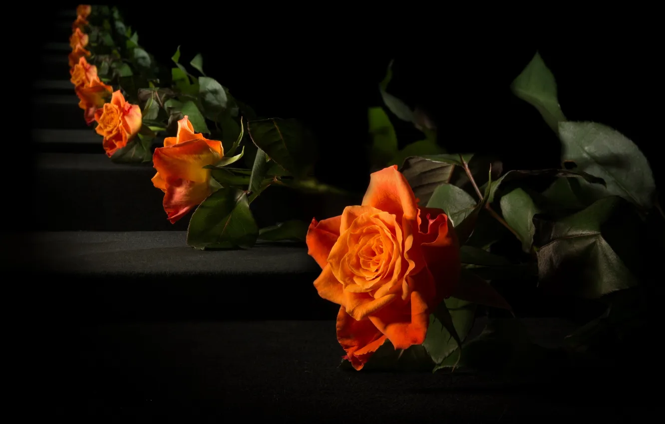 Фото обои цветы, роза, зеркало