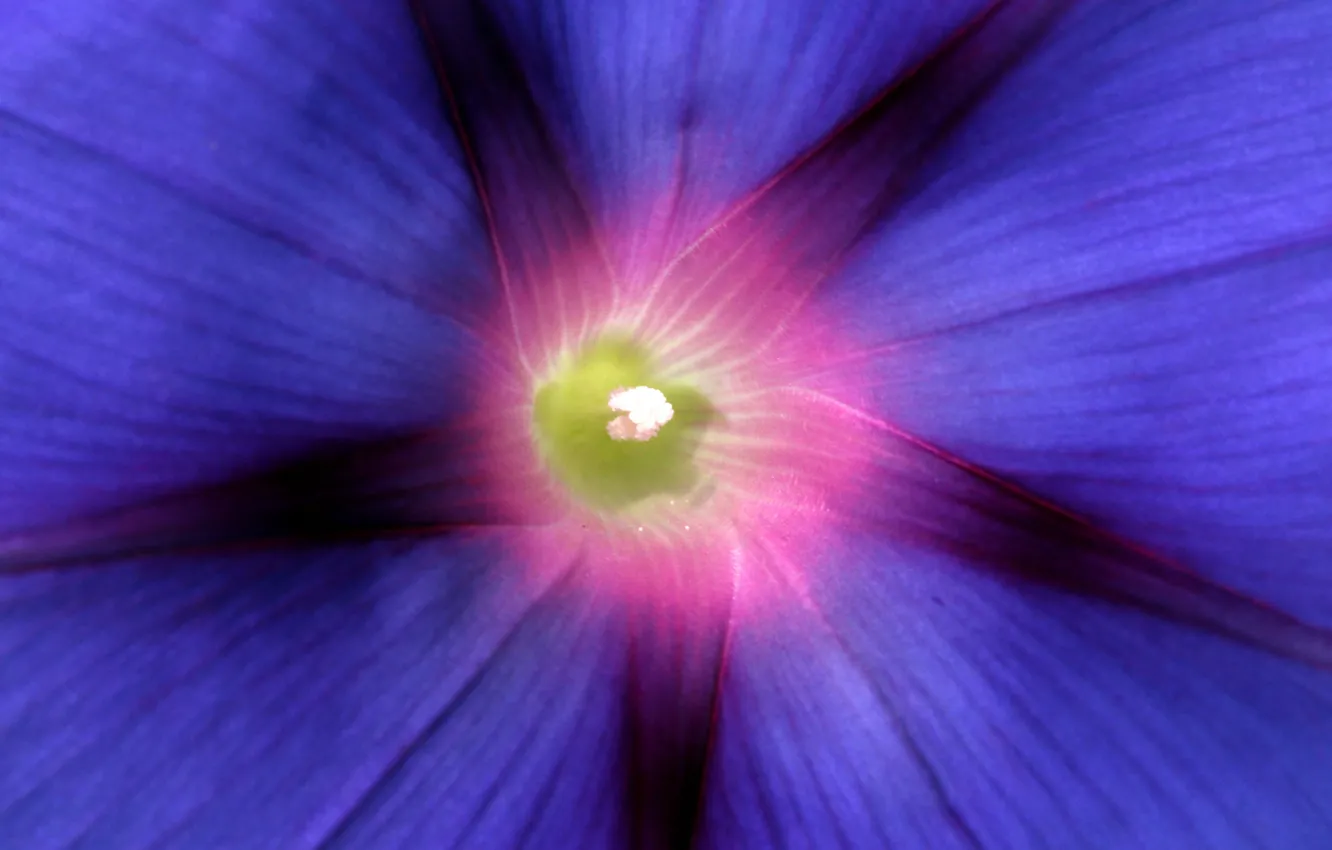 Фото обои цветок, макро, фокус, лепестки, синяя, Ипомея
