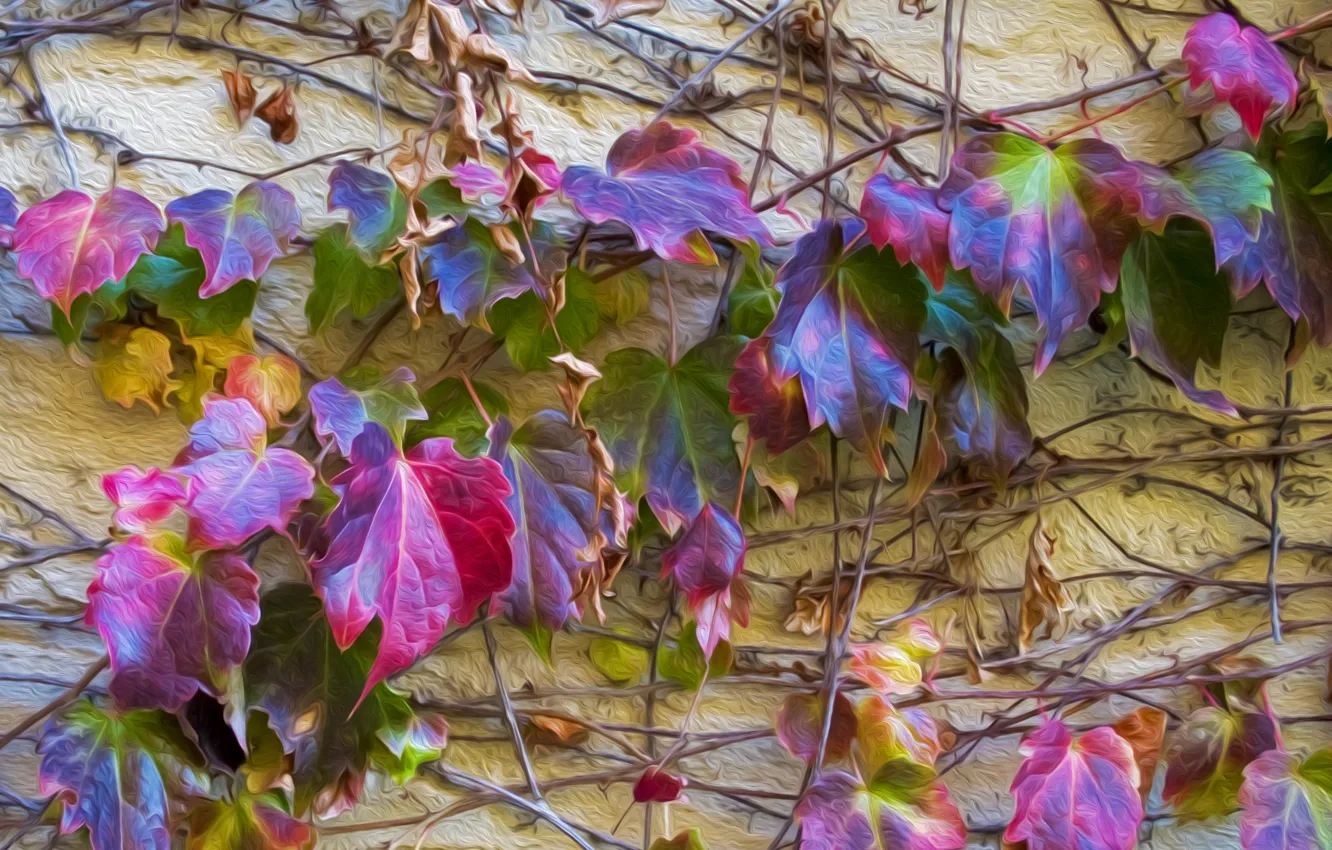 Фото обои осень, листья, стена, цвет, стебель, плющ