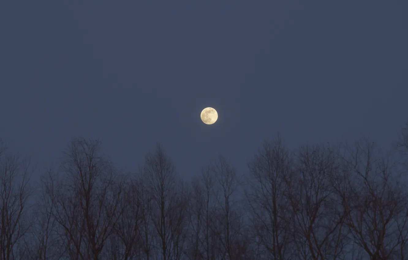 Фото обои небо, деревья, природа, луна, вечер, Россия, сумерки, полнолуние