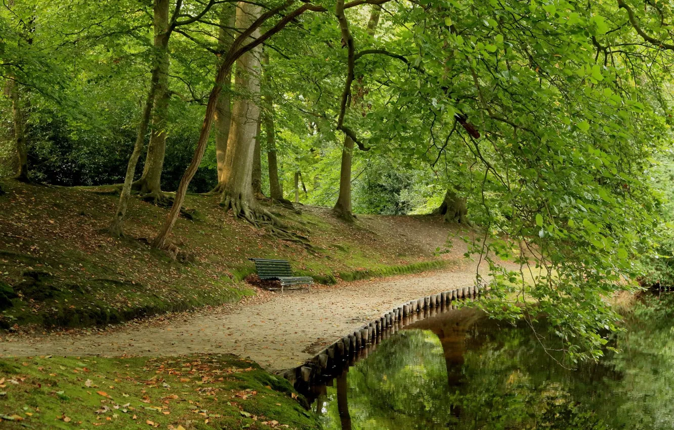 Фото обои лес, пейзаж, мост, природа, весна
