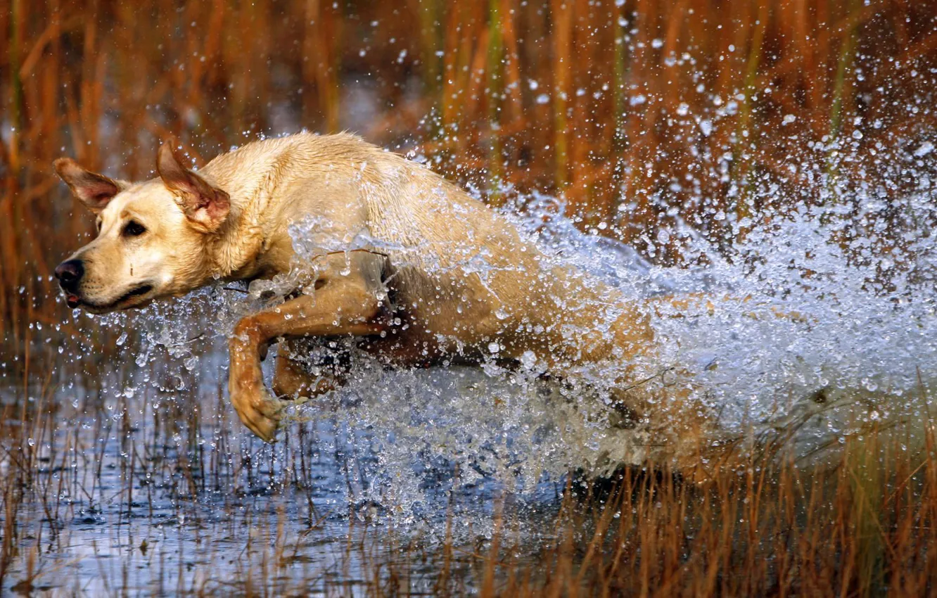 Фото обои вода, брызги, прыжок, собака, пес