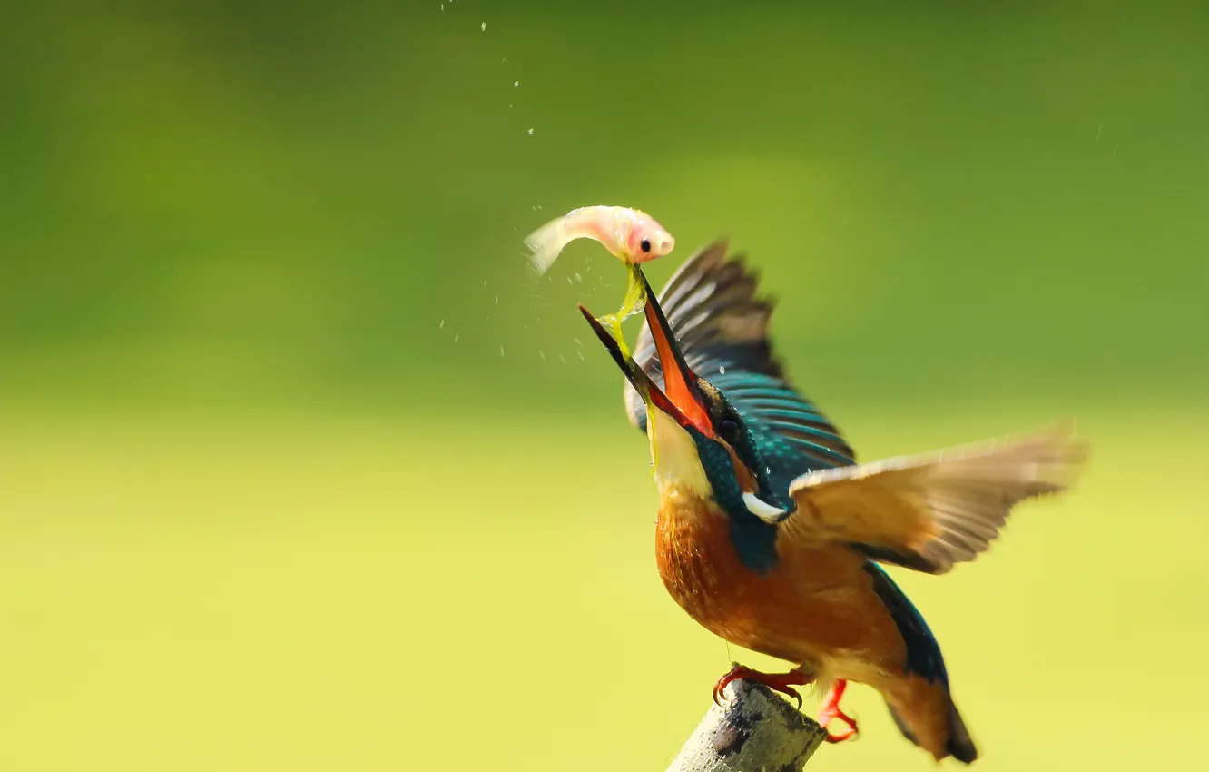 Фото обои капли, птица, ветка, kingfisher, alcedo atthis, обыкновенный зимородок, улов, By Boris