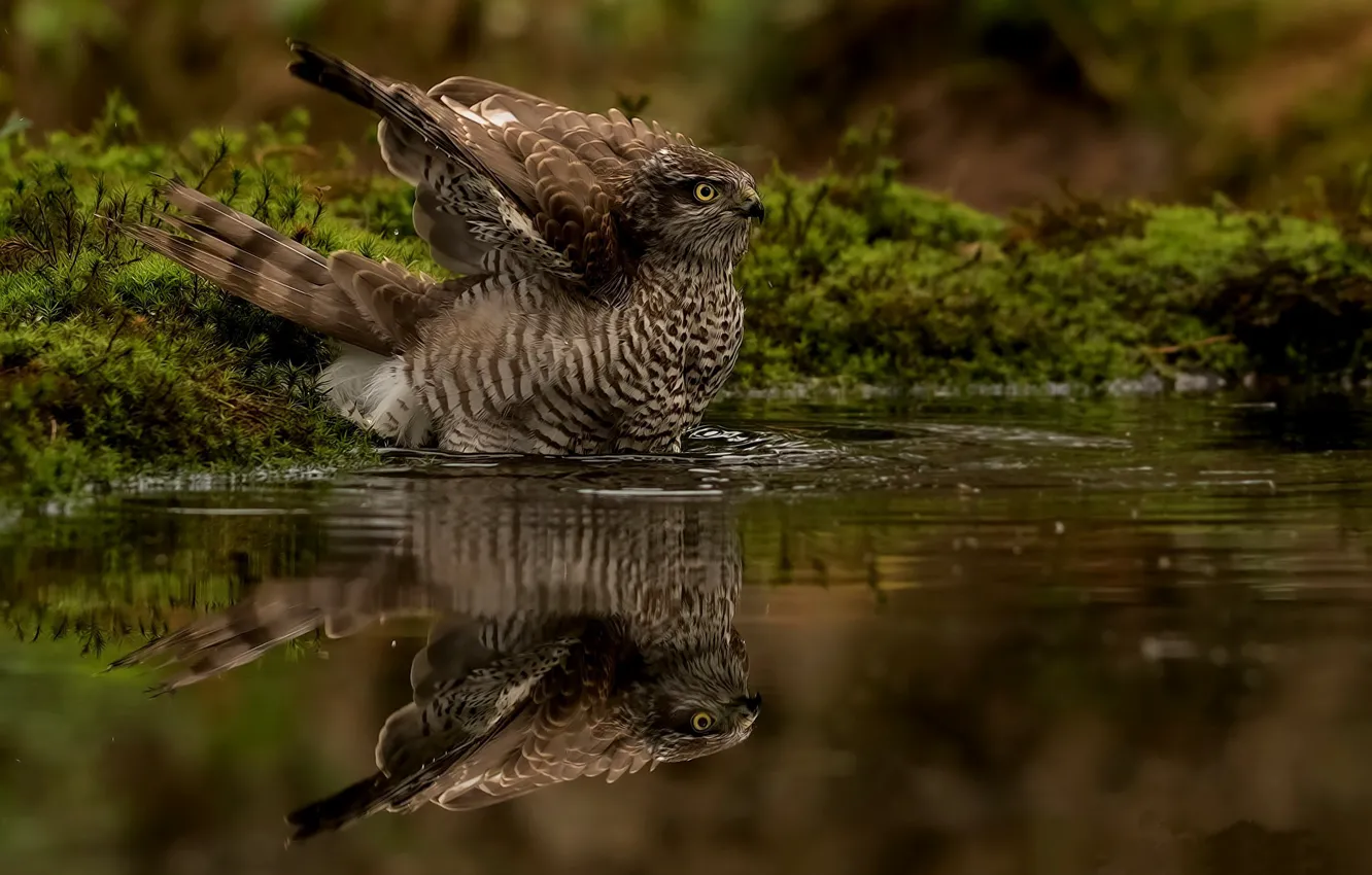 Фото обои вода, природа, отражение, птица