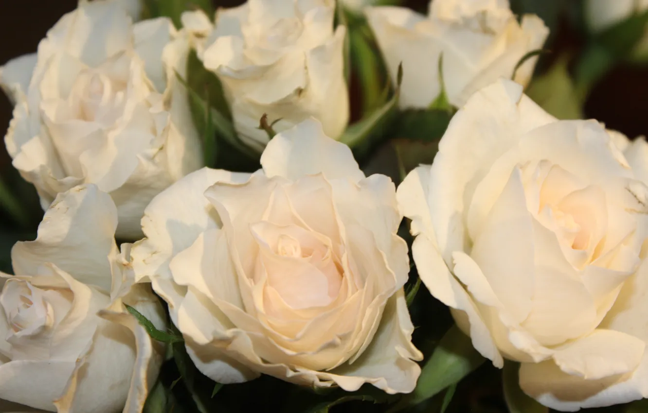 Фото обои розы, лепестки, белые бутоны