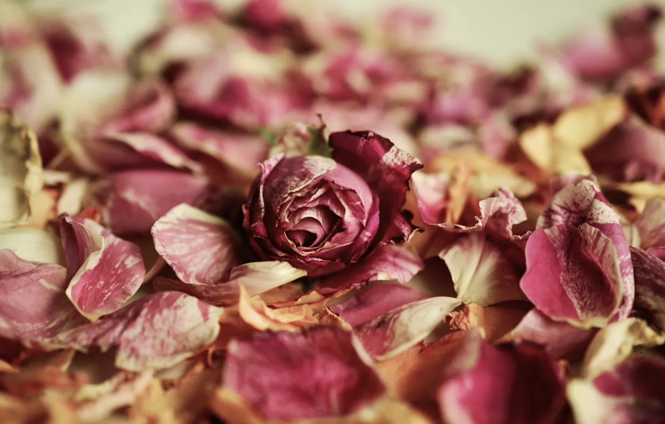 Фото обои цветок, роза, лепестки, бутон розы
