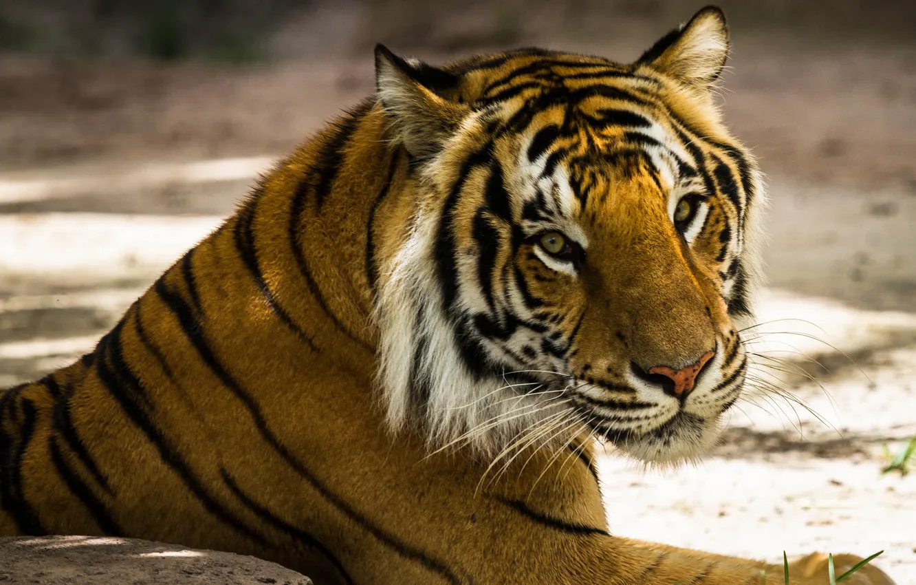 Фото обои взгляд, морда, тигр, хищник